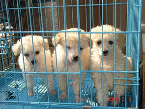 爱之缘宠物店新年特惠 2折起迎新春，新品狗粮与暖心故事同步上线